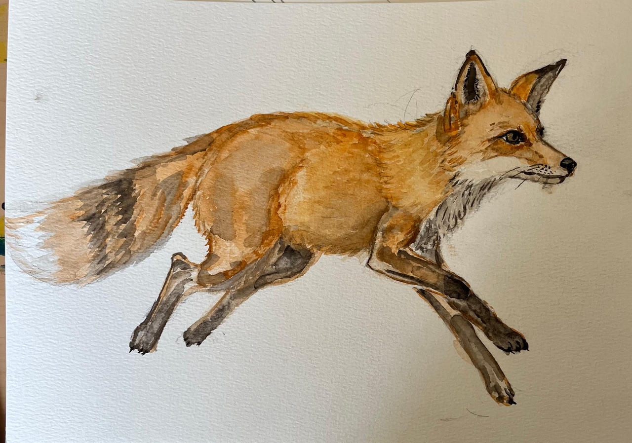 Fox in Motion